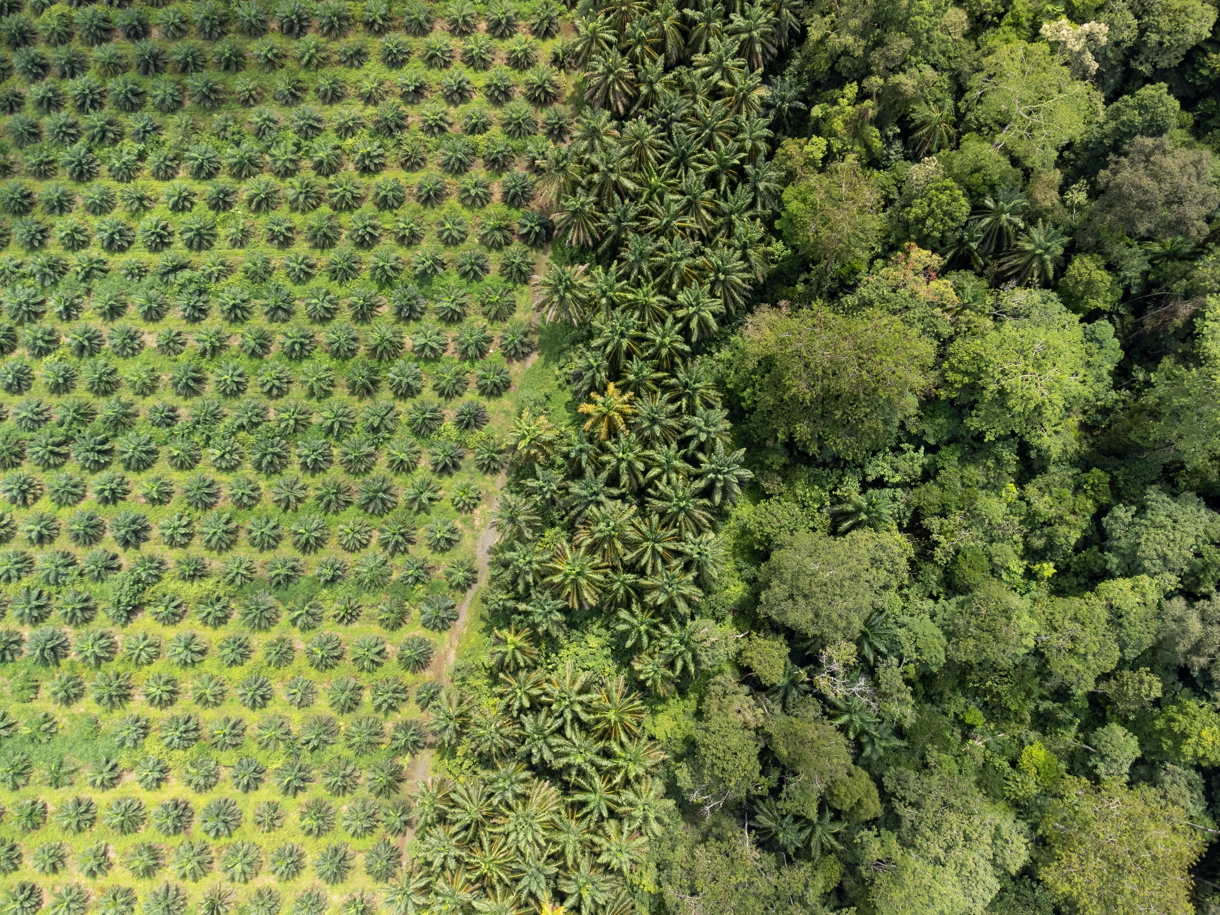 The EUDR Delay How The Industry Has Reacted and Why 